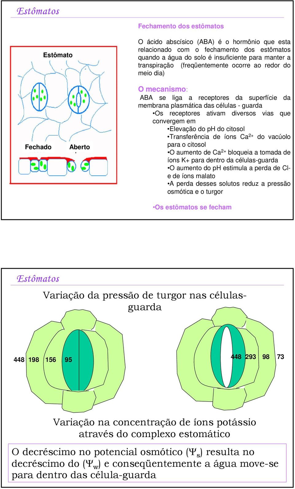 convergem em Elevação do ph do citosol Transferência de íons Ca 2+ do vacúolo para o citosol O aumento de Ca 2+ bloqueia a tomada de íons K+ para dentro da células-guarda O aumento do ph estimula a