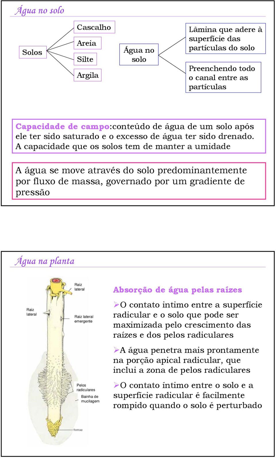 A capacidade que os solos tem de manter a umidade A água se move através do solo predominantemente por fluxo de massa, governado por um gradiente de pressão Água na planta Raiz lateral Raiz lateral