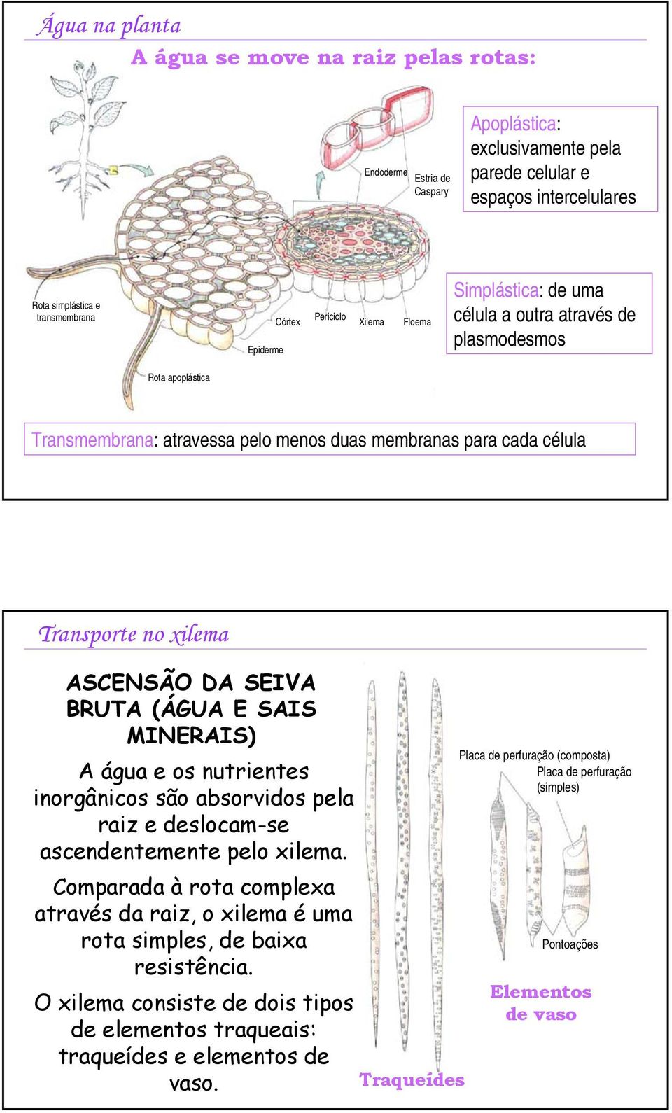 ASCENSÃO DA SEIVA BRUTA (ÁGUA E SAIS MINERAIS) A água e os nutrientes inorgânicos são absorvidos pela raiz e deslocam-se ascendentemente pelo xilema.