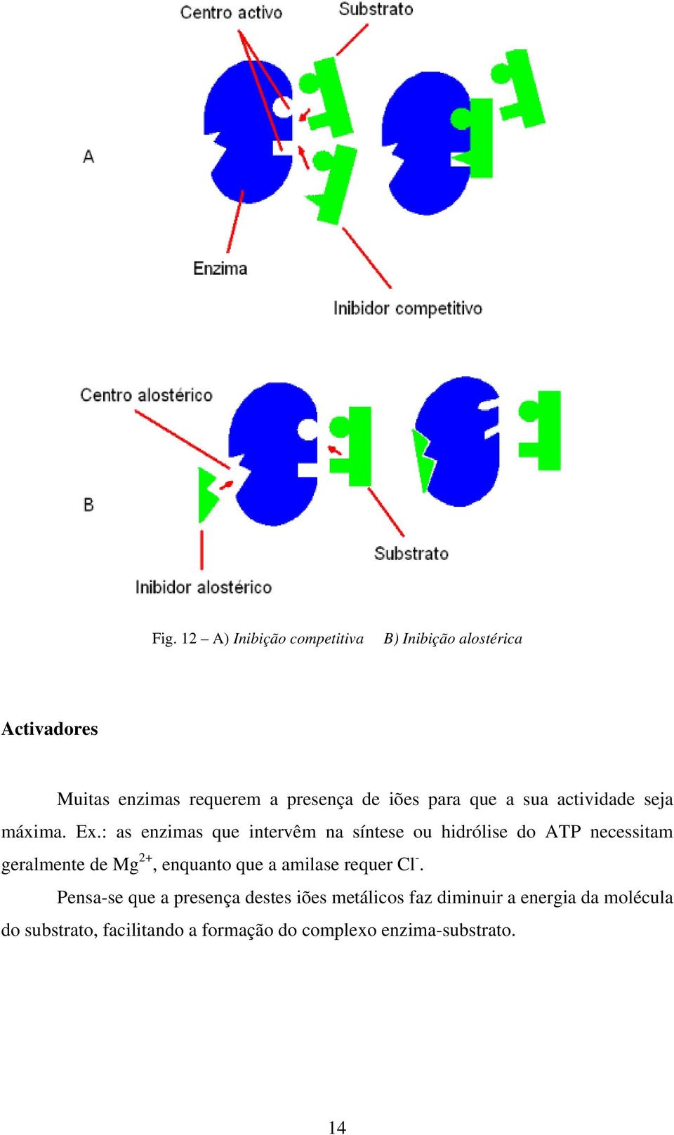 : as enzimas que intervêm na síntese ou hidrólise do ATP necessitam geralmente de Mg 2+, enquanto que a