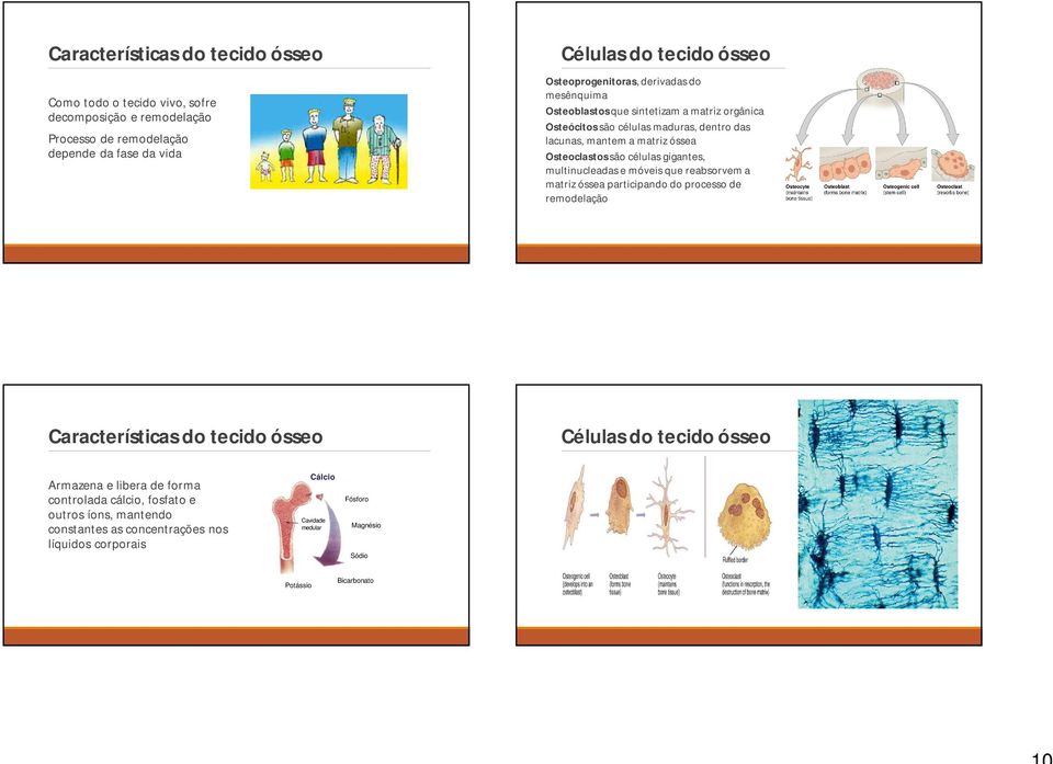 são células gigantes, multinucleadas e móveis que reabsorvem a matriz óssea participando do processo de remodelação Características do tecido ósseo Células do tecido ósseo