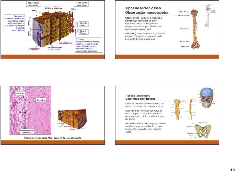 epífises são formadas de osso esponjoso (osso poroso) e uma delgada camada superficial de osso compacto (osso cortical) A diáfise (parte cilíndrica) é quase toda de osso compacto e pequena parte