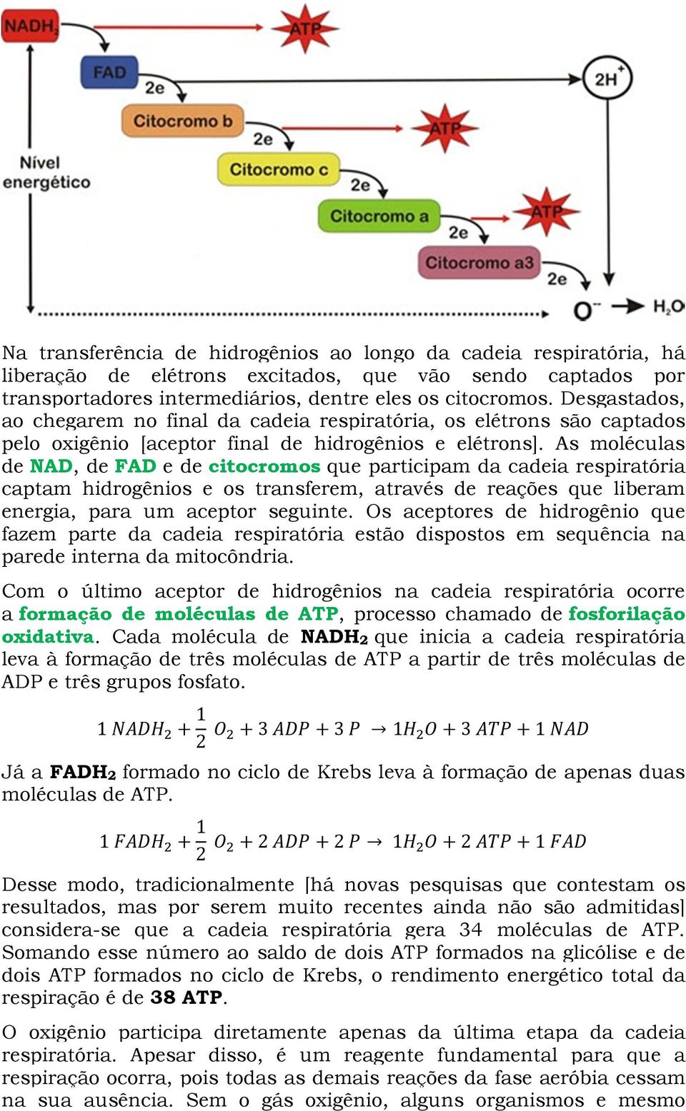 As moléculas de NAD, de FAD e de citocromos que participam da cadeia respiratória captam hidrogênios e os transferem, através de reações que liberam energia, para um aceptor seguinte.