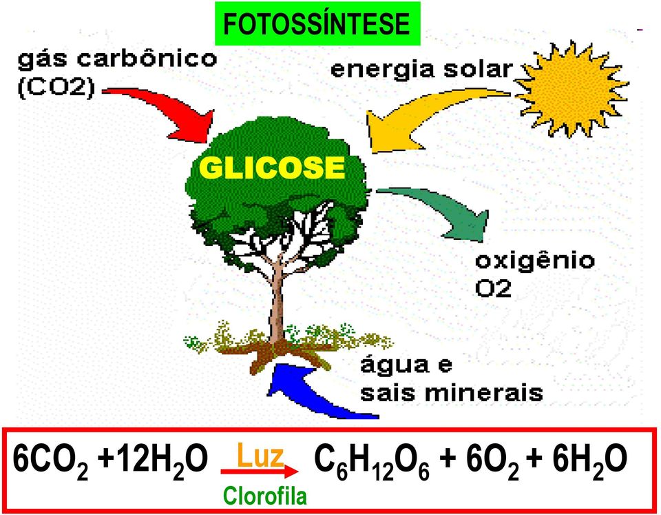 2 O Luz Clorofila C