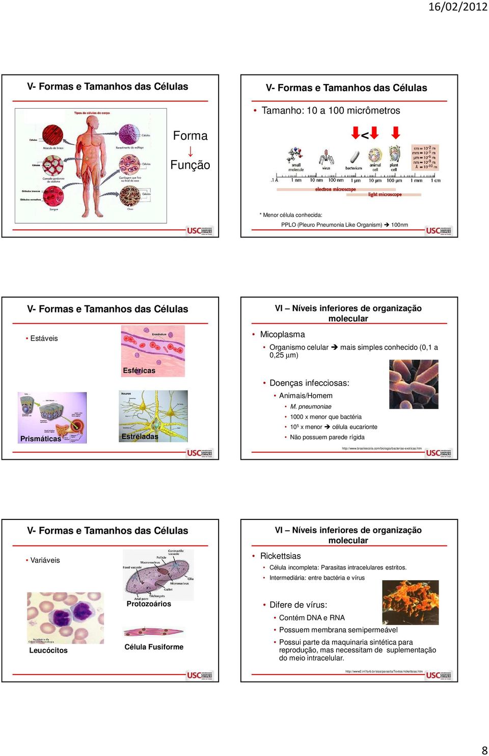 pneumoniae 1000 x menor que bactéria 10 5 x menor célula eucarionte Não possuem parede rígida http://www.brasilescola.com/biologia/bacterias-exoticas.