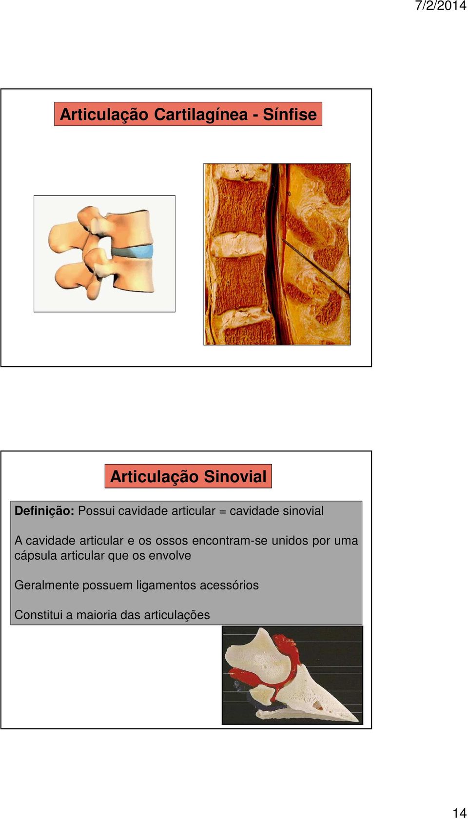 ossos encontram-se unidos por uma cápsula articular que os envolve