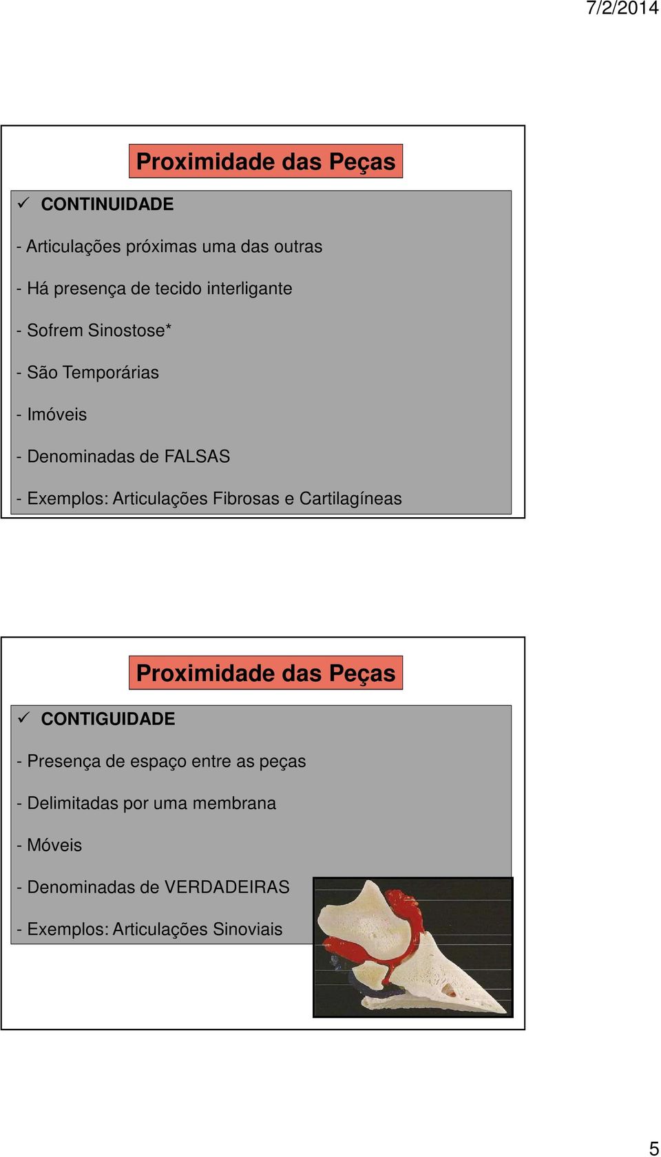 Articulações Fibrosas e Cartilagíneas Proximidade das Peças CONTIGUIDADE - Presença de espaço entre as