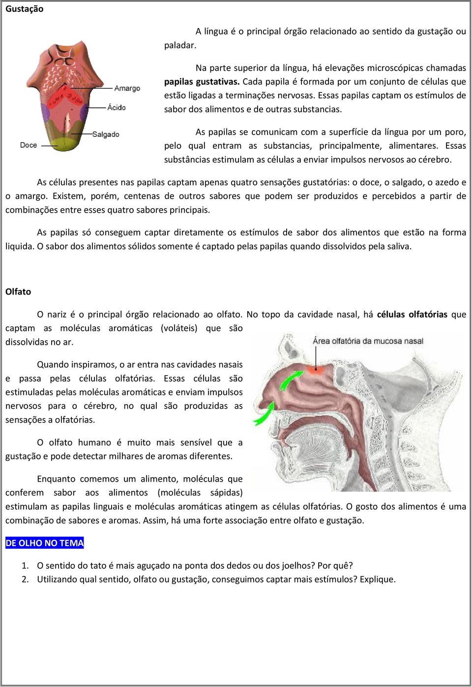 As papilas se comunicam com a superfície da língua por um poro, pelo qual entram as substancias, principalmente, alimentares.