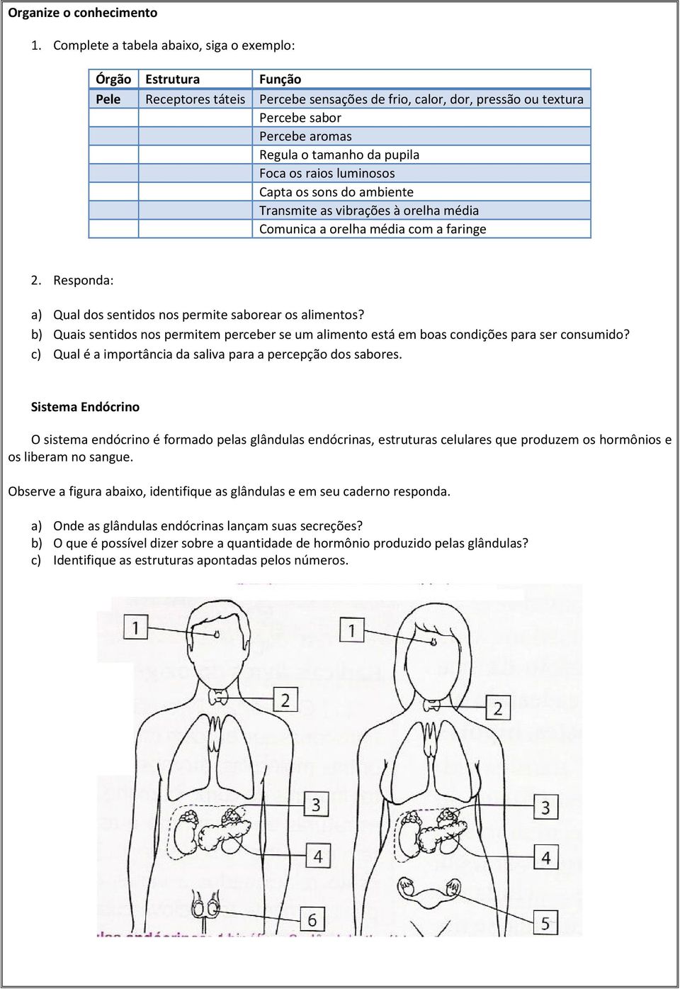 pupila Foca os raios luminosos Capta os sons do ambiente Transmite as vibrações à orelha média Comunica a orelha média com a faringe 2.