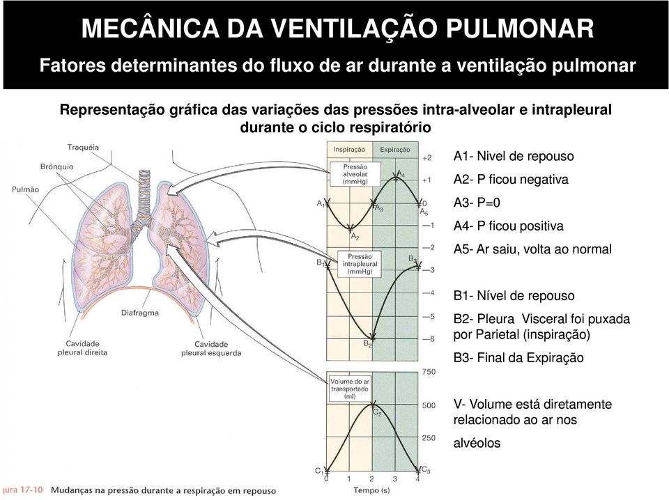 A2- P ficou negativa A3- P=0 A4- P ficou positiva A5- Ar saiu, volta ao normal B1- Nível de repouso B2- Pleura