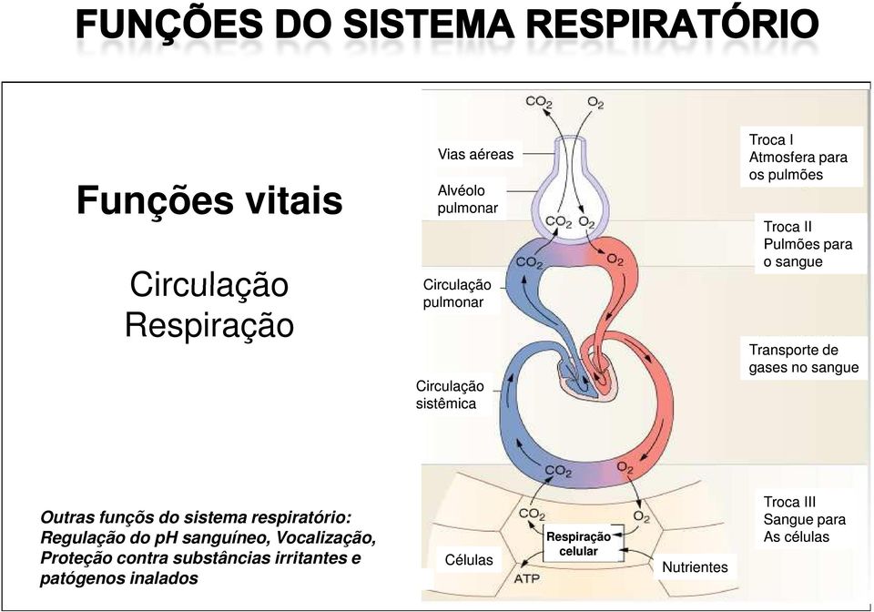 sangue Outras funçõs do sistema respiratório: Regulação do ph sanguíneo, Vocalização, Proteção contra