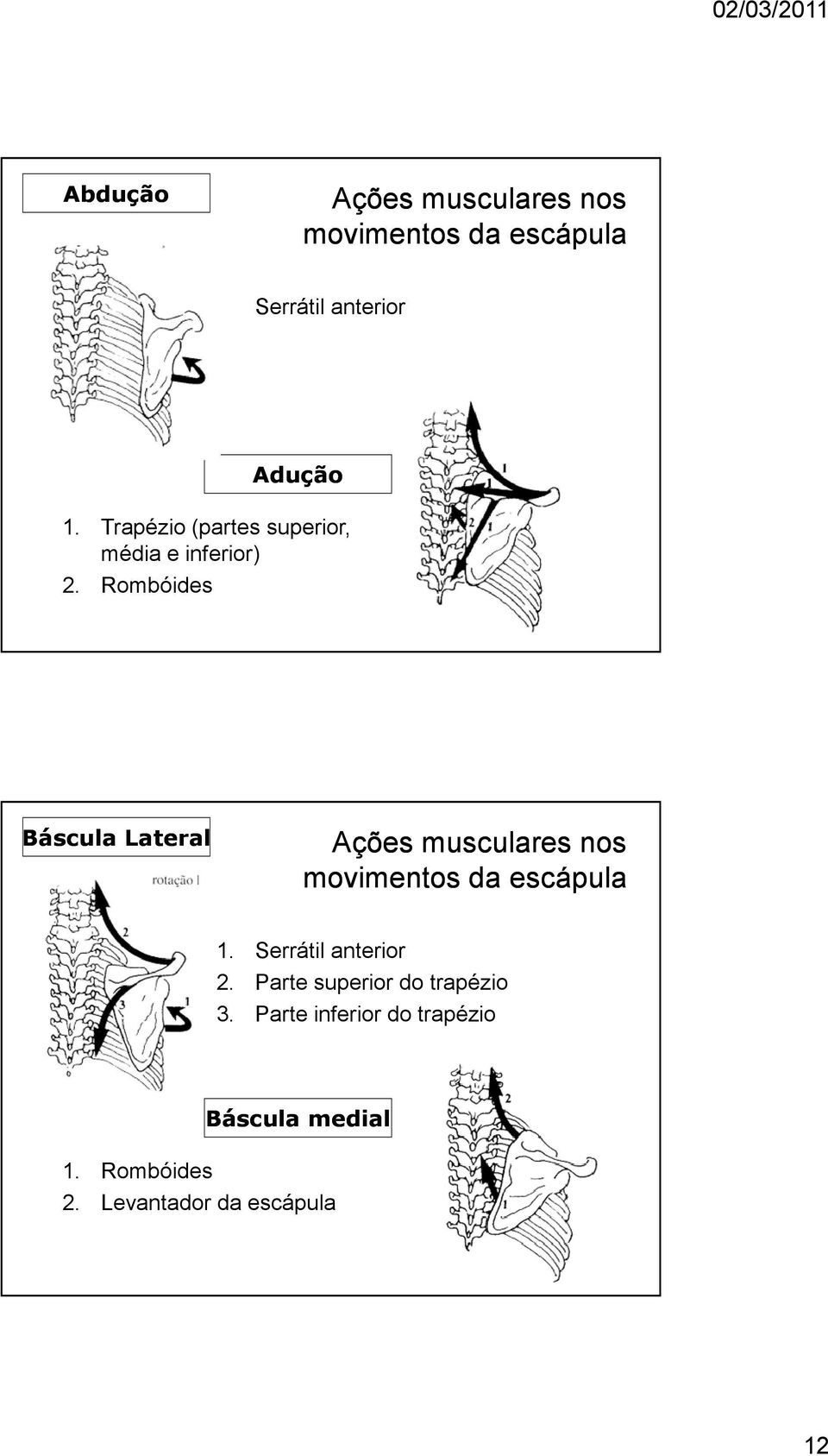 Rombóides Báscula Lateral Ações musculares nos movimentos da escápula 1.