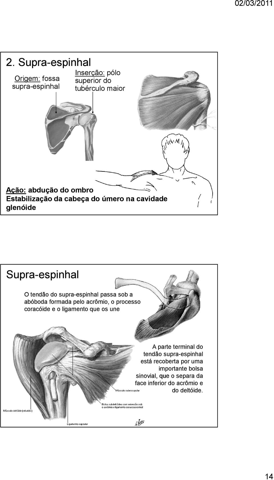 a abóboda formada pelo acrômio, o processo coracóide e o ligamento que os une A parte terminal do tendão