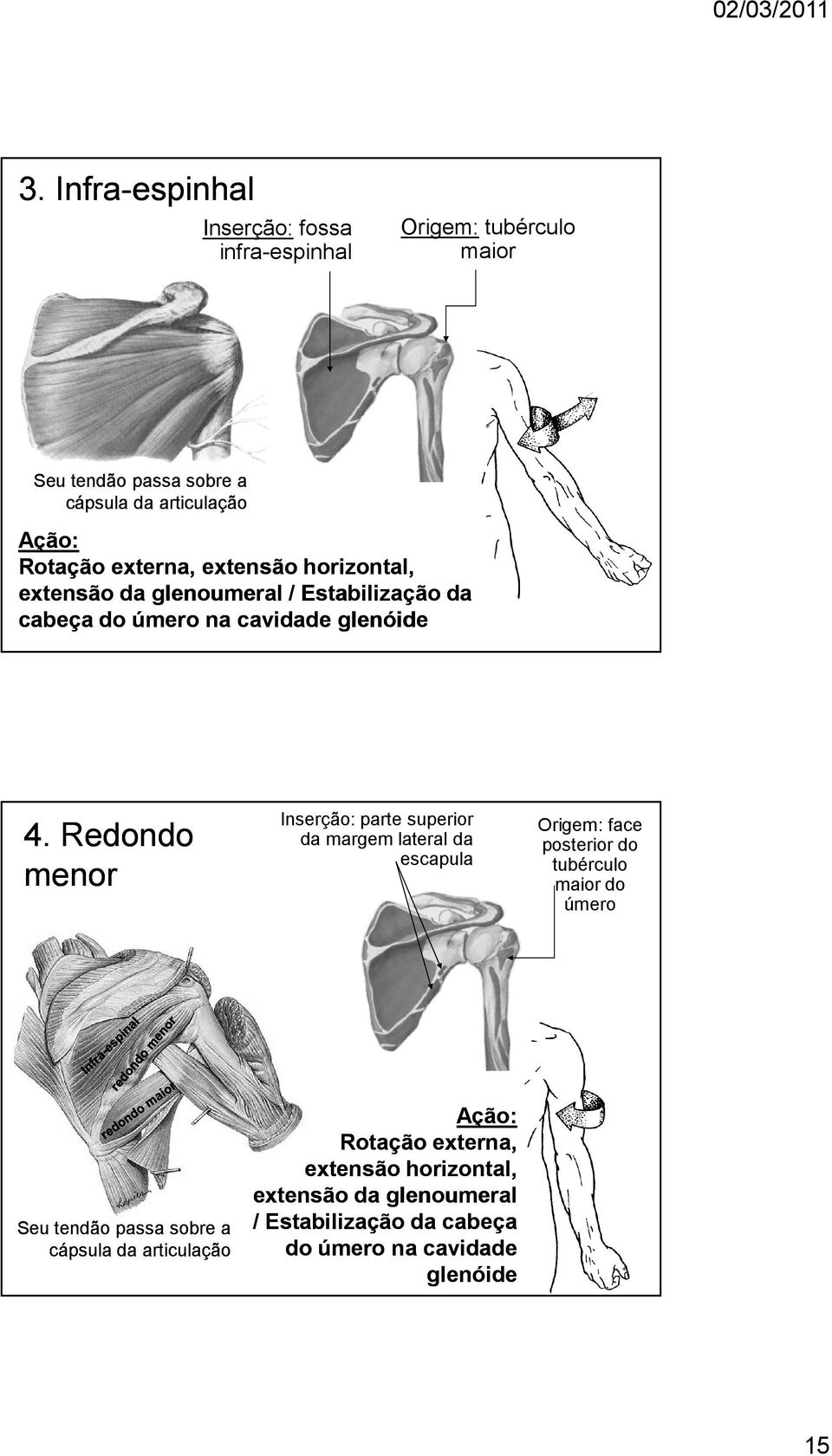 Redondo menor Inserção: parte superior da margem lateral da escapula Origem: face posterior do tubérculo maior do úmero Seu tendão