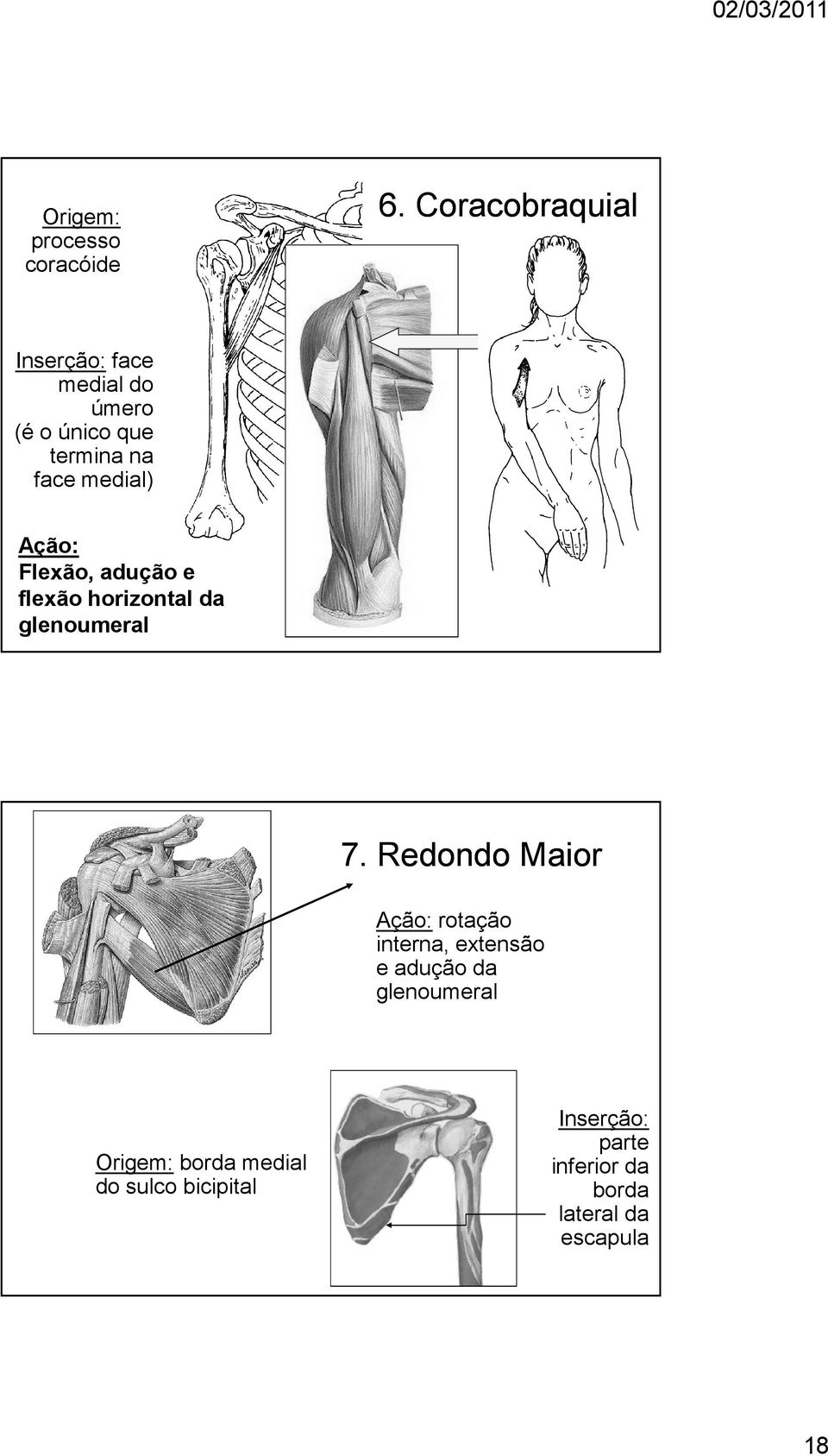 Ação: Flexão, adução e flexão horizontal da glenoumeral 7.