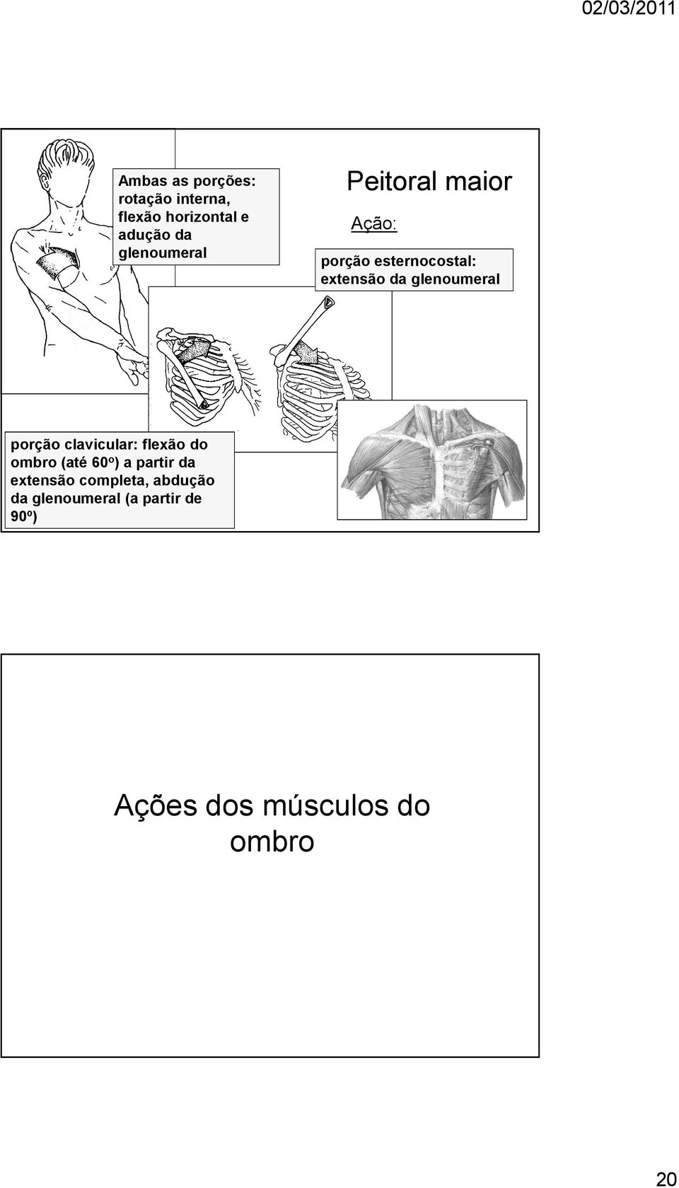 glenoumeral porção clavicular: flexão do ombro (até 60 o ) a partir da