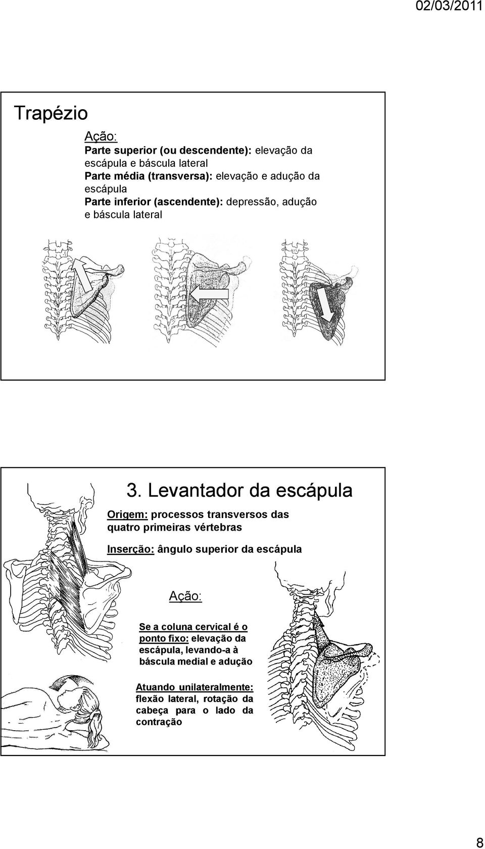 Levantador da escápula Origem: processos transversos das quatro primeiras vértebras Inserção: ângulo superior da escápula Ação: Se