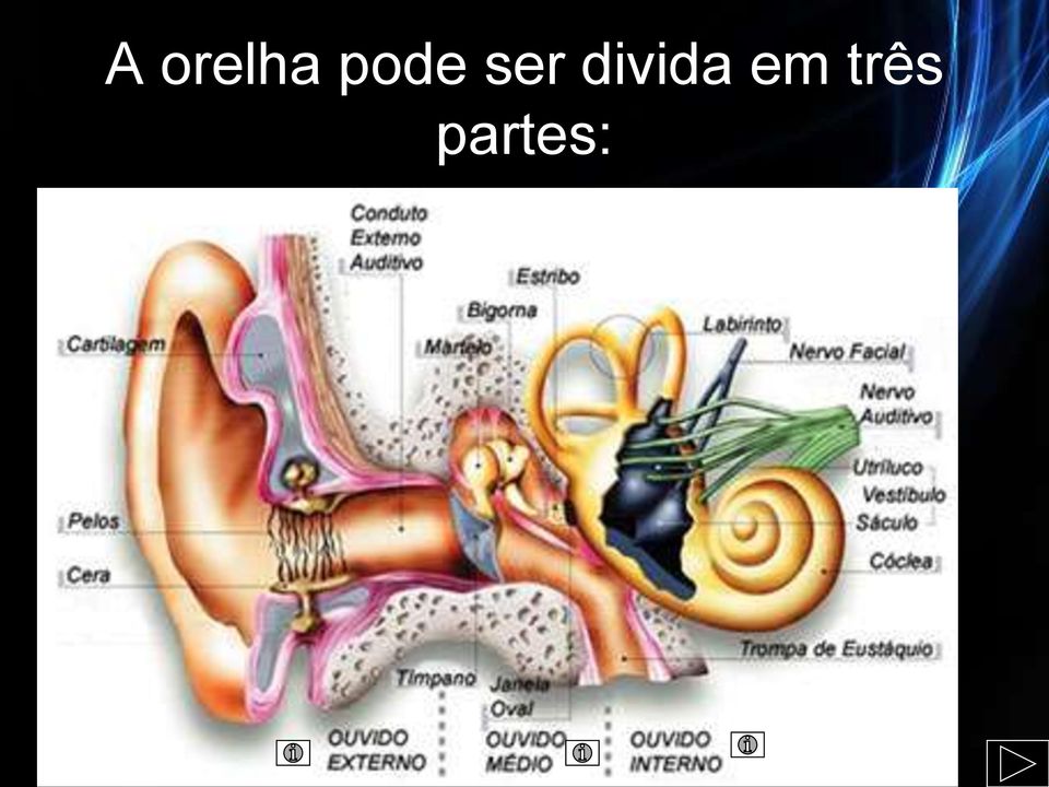 divida em