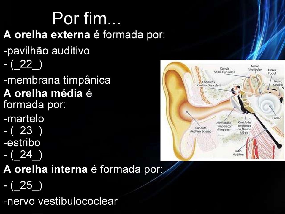 (_22_) -membrana timpânica A orelha média é formada