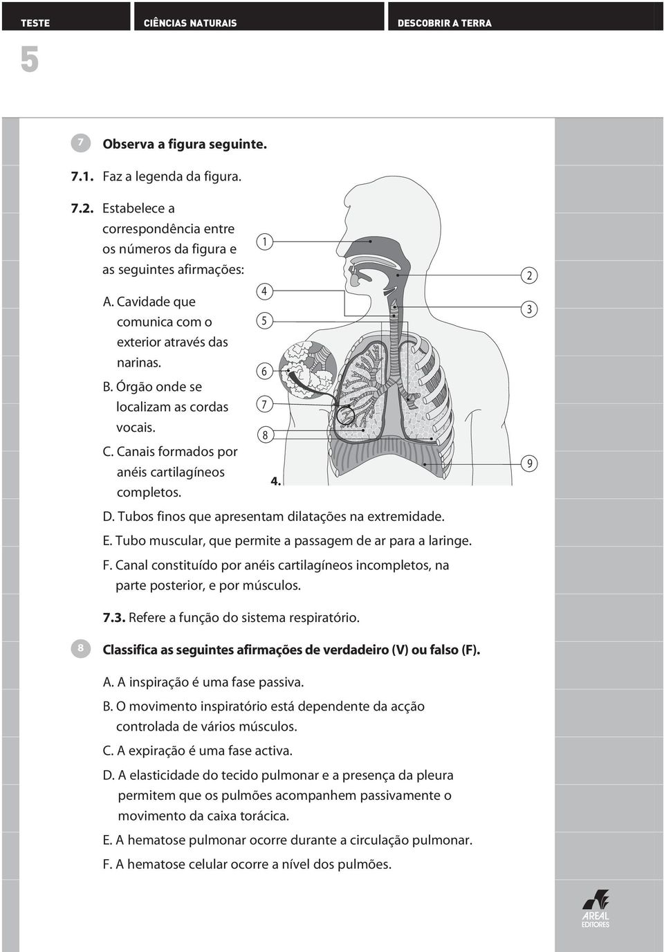 Tubos finos que apresentam dilatações na extremidade. E. Tubo muscular, que permite a passagem de ar para a laringe. F.