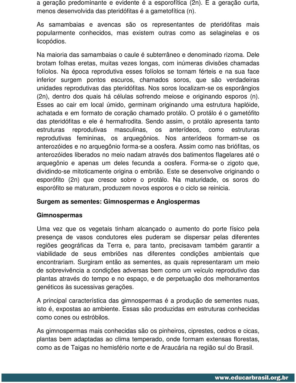 Na maioria das samambaias o caule é subterrâneo e denominado rizoma. Dele brotam folhas eretas, muitas vezes longas, com inúmeras divisões chamadas folíolos.