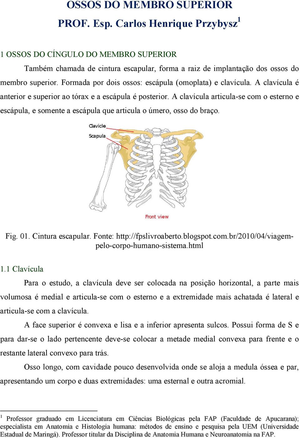 A clavícula articula-se com o esterno e escápula, e somente a escápula que articula o úmero, osso do braço. Fig. 01. Cintura escapular. Fonte: http://fpslivroaberto.blogspot.com.br/2010/04/viagempelo-corpo-humano-sistema.