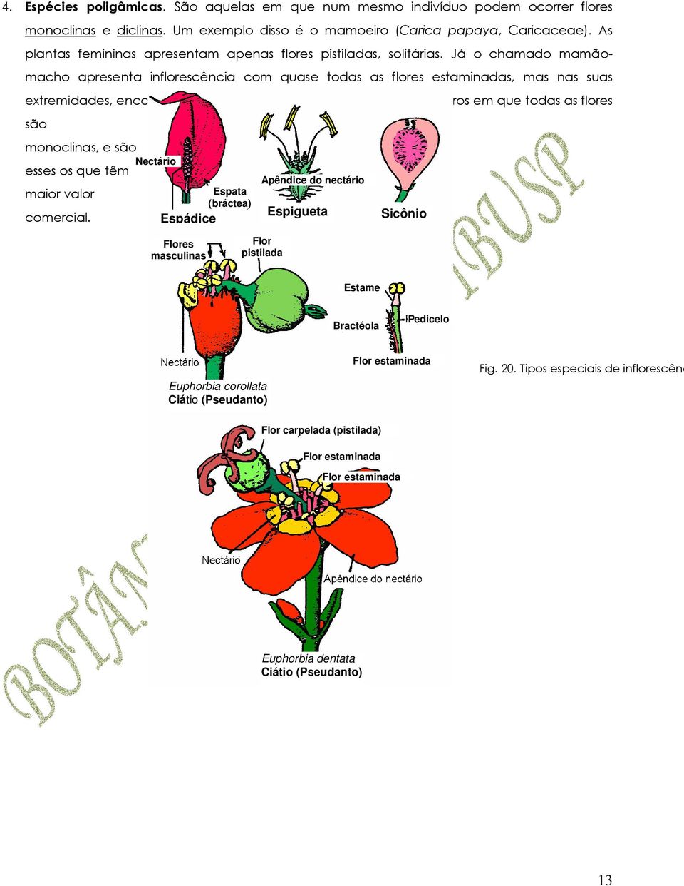 Já o chamado mamãomacho apresenta inflorescência com quase todas as flores estaminadas, mas nas suas extremidades, encontra-se uma flor monoclina.