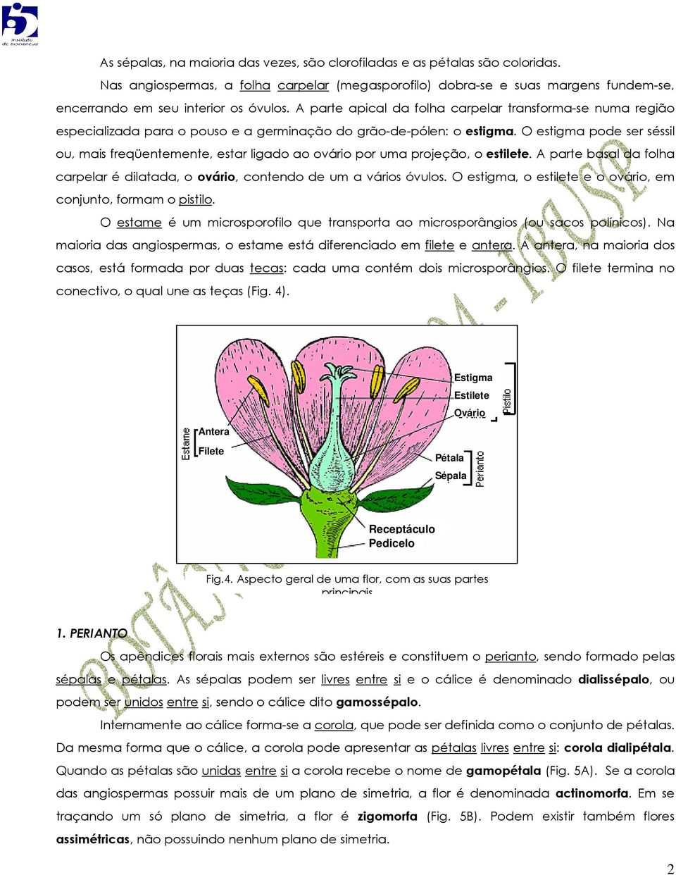 A parte apical da folha carpelar transforma-se numa região especializada para o pouso e a germinação do grão-de-pólen: o estigma.