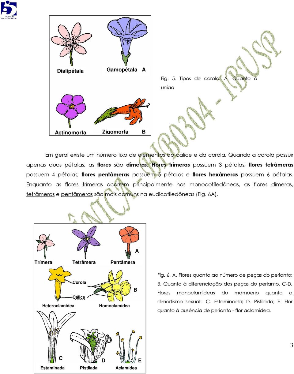 Flores trímeras possuem 3 pétalas; flores tetrâmeras possuem 4 pétalas; flores pentâmeras possuem 5 pétalas e flores hexâmeras possuem 6 pétalas.