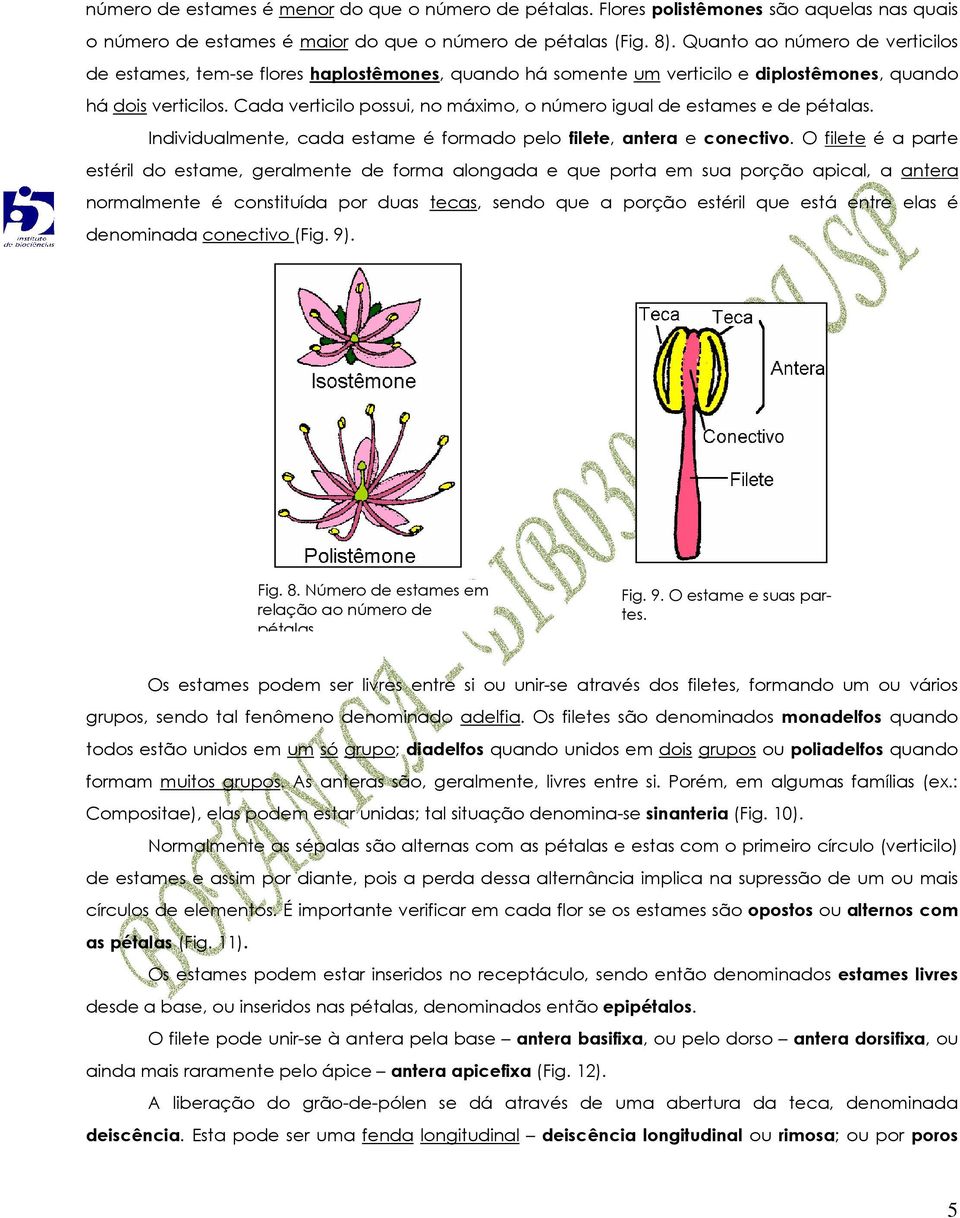 Cada verticilo possui, no máximo, o número igual de estames e de pétalas. Individualmente, cada estame é formado pelo filete, antera e conectivo.