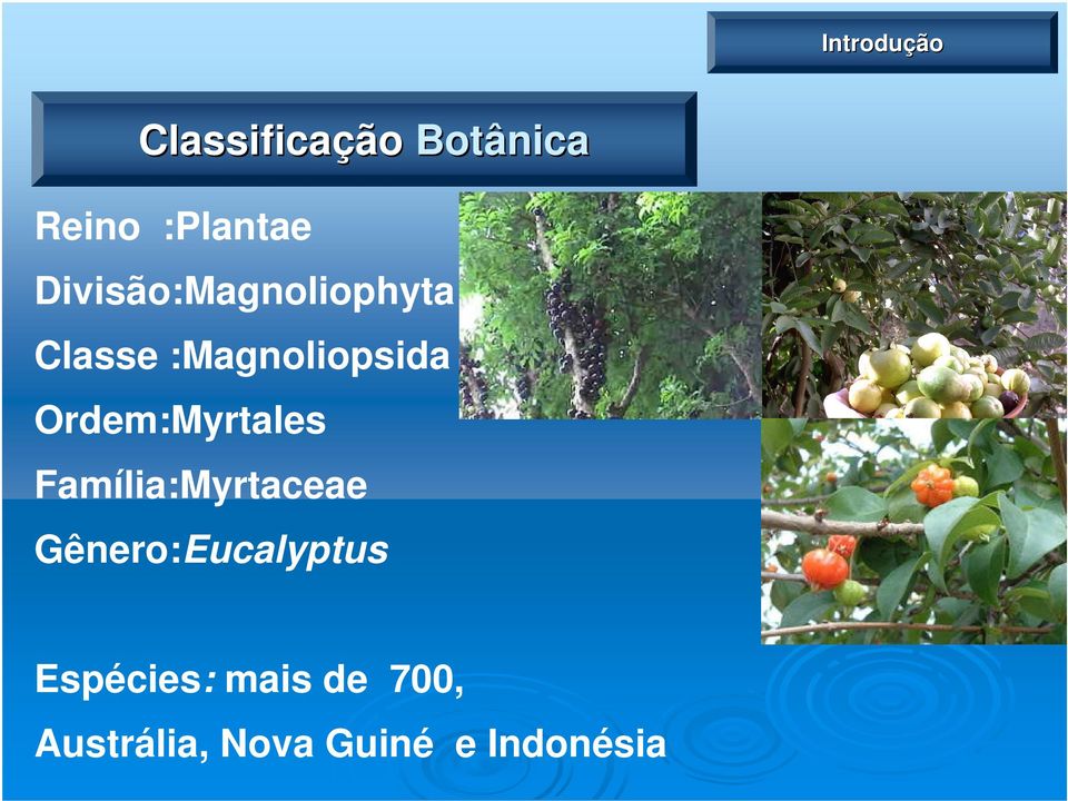 Ordem:Myrtales Família:Myrtaceae