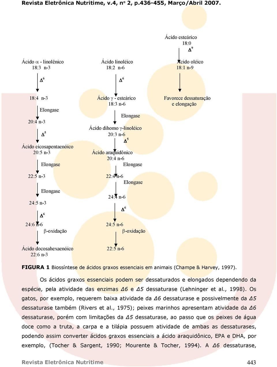 β-oxidação β-oxidação 6 Ácido docosahexaenóico 22:5 n-6 22:6 n-3 FIGURA 1 Biossíntese de ácidos graxos essenciais em animais (Champe & Harvey, 1997).