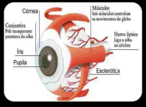 Processo de envelhecimento principais alterações - Diminuição da estatura a partir dos 40 anos (1cm por década) - Diminuição da elasticidade dos tendões - Aumento das curvaturas da coluna - Alteração