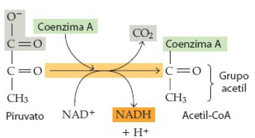 Durante essa reação uma molécula de NADH é produzida a partir de NAD+, para cada molécula de piruvato oxidada.