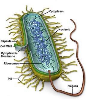 Gera o movimento de rotação dos flagelos bacterianos. Em células fotossintetizantes, como será visto Disponivel em : http://seteantigoshepta.blogspot.com.br/2009/09 /flagelo-bacteriano-teoria-de-michael.