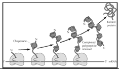 Chaperonas moleculares Inicialmente em E.