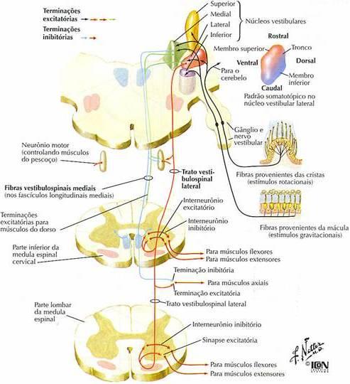 REFLEXOS VESTÍBULO - ESPINHAIS CONTROLE POSTURAL Estabilizar a Cabeça Manter a Postura Ereta - trato vestíbulo-espinhal