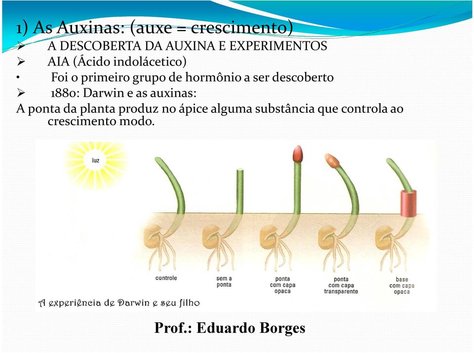 hormônio a ser descoberto 1880: Darwin e as auxinas: A ponta da