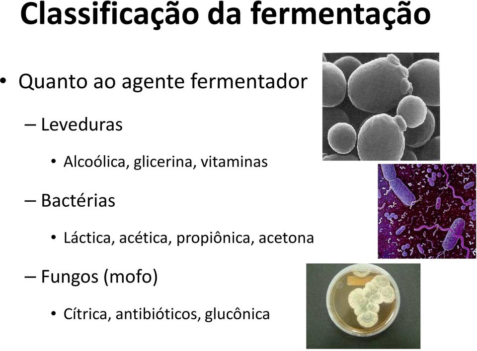 vitaminas Bactérias Láctica, acética,