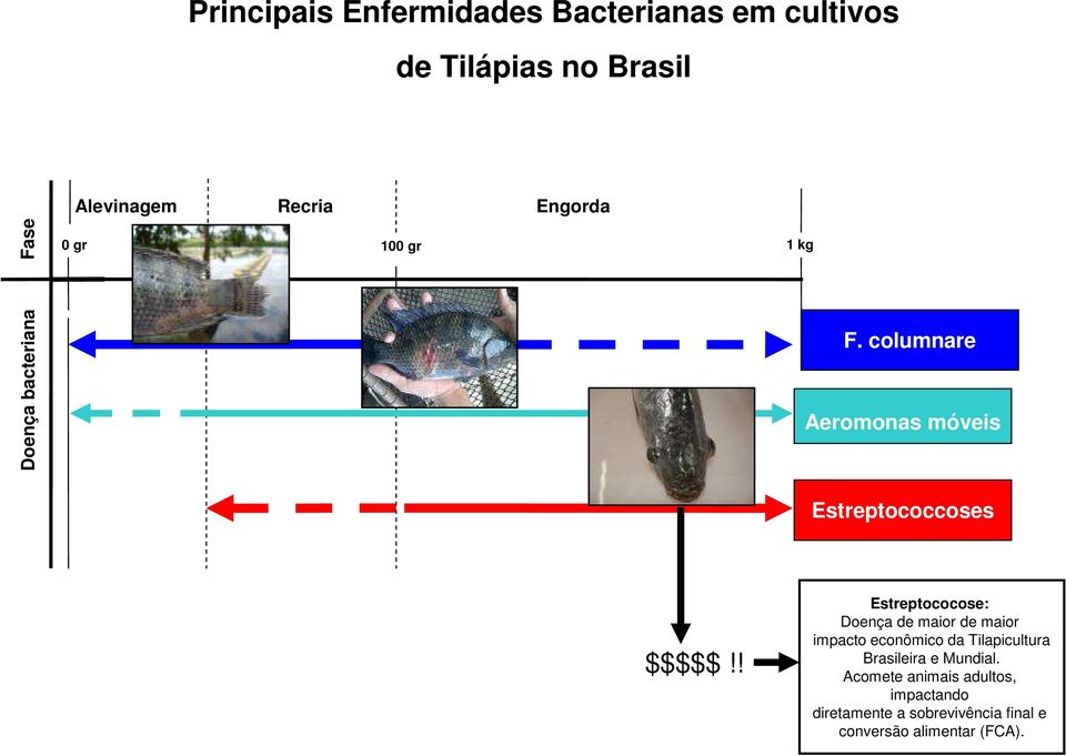 ! Estreptococose: Doença de maior de maior impacto econômico da Tilapicultura Brasileira e Mundial.