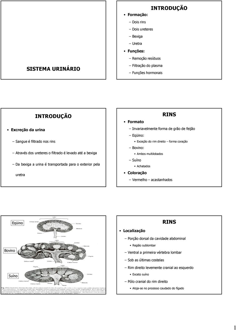 Exceçãodorimdireito formacoração Bovino: Ambos multilobados Suíno Achatados Coloração Vermelho acastanhados Eqüino Localização Porção dorsal da cavidade abdominal Bovino Região