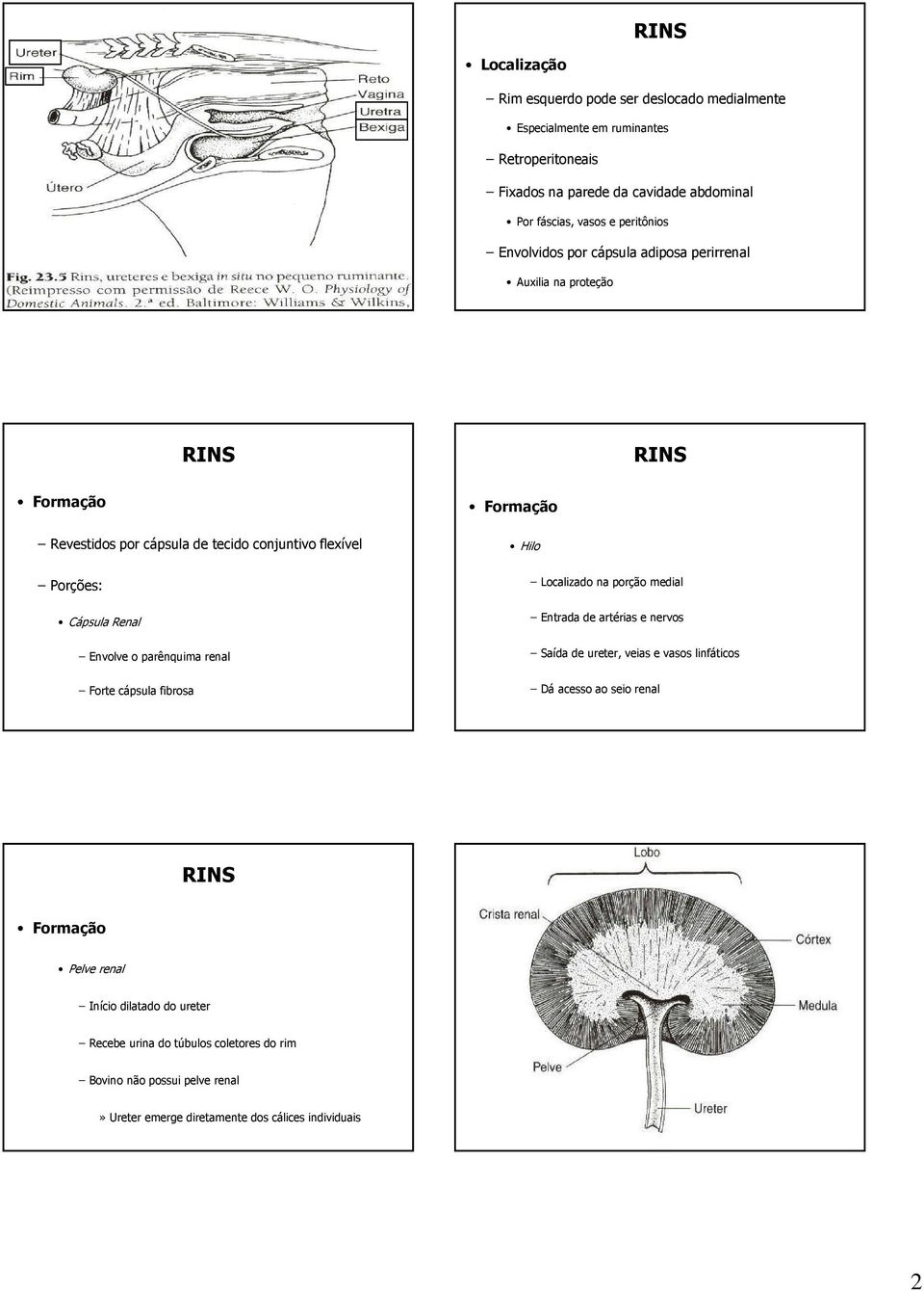 Envolve o parênquima renal Forte cápsula fibrosa Hilo Localizado na porção medial Entradadeartériasenervos Saída de ureter, veias e vasos linfáticos