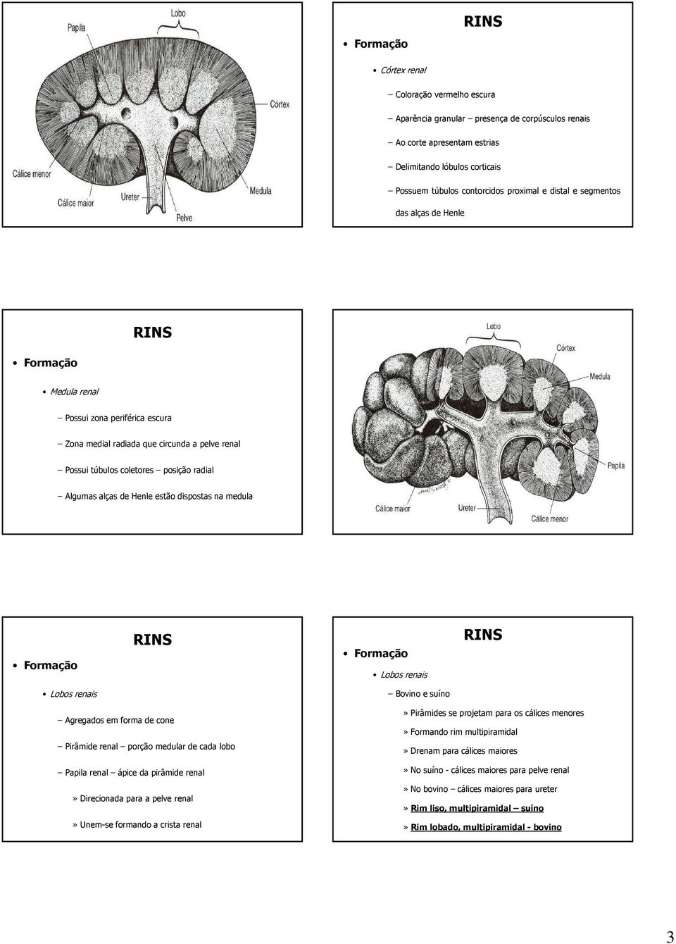 Lobos renais Lobos renais Bovinoesuíno Agregadosemformadecone Pirâmiderenal porçãomedulardecadalobo Papilarenal ápicedapirâmiderenal» Direcionada para a pelve renal» Unem-se formando a crista renal»