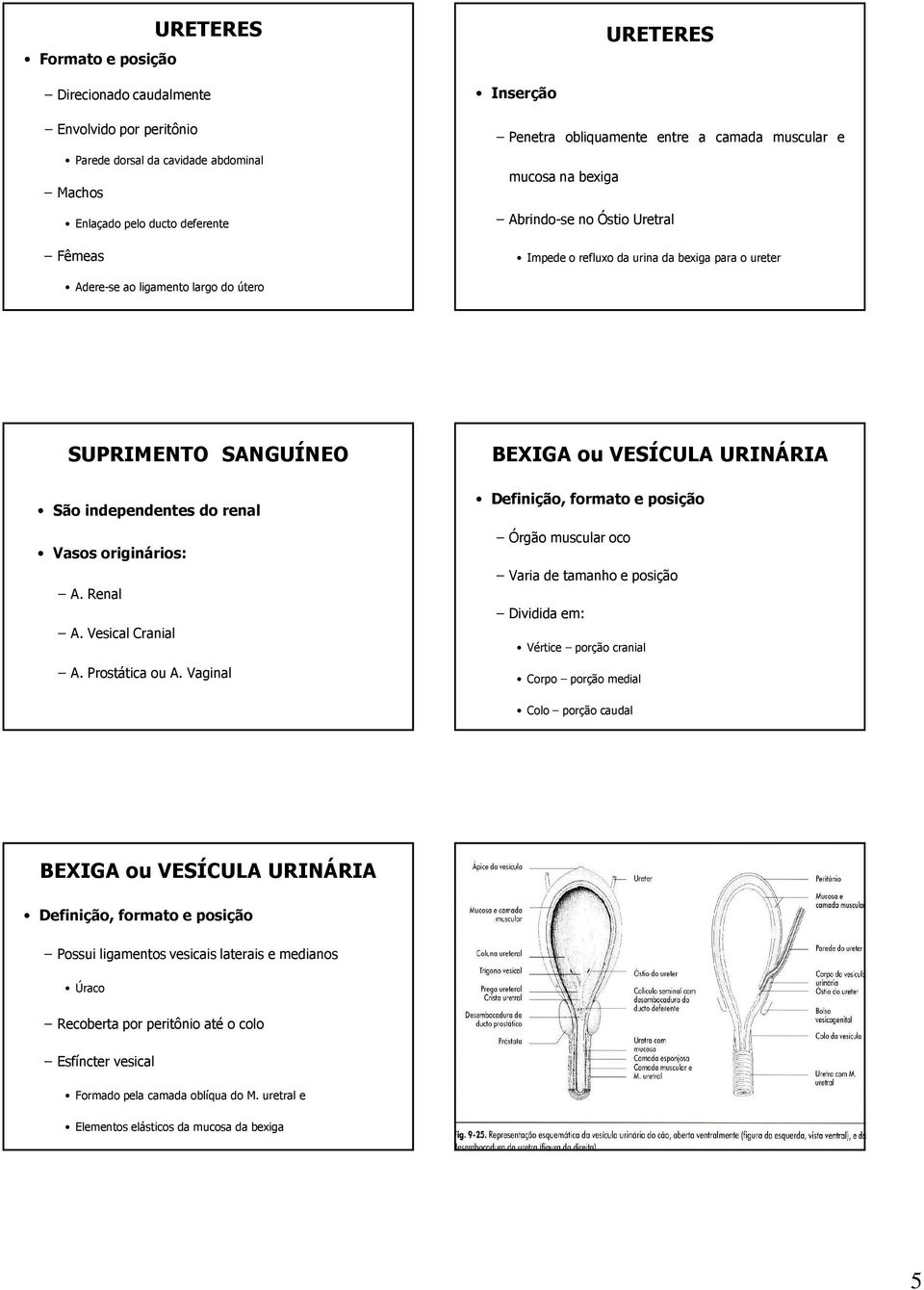 originários: A.Renal A. Vesical Cranial A.ProstáticaouA.