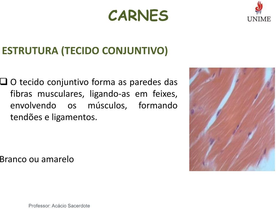 musculares, ligando-as em feixes, envolvendo