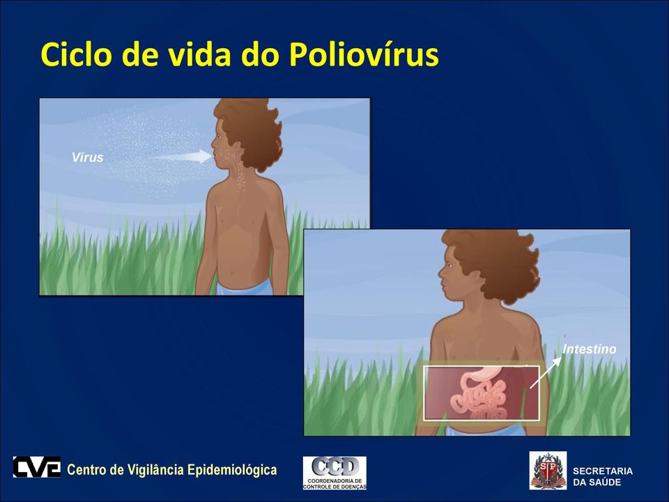 Poliovírus