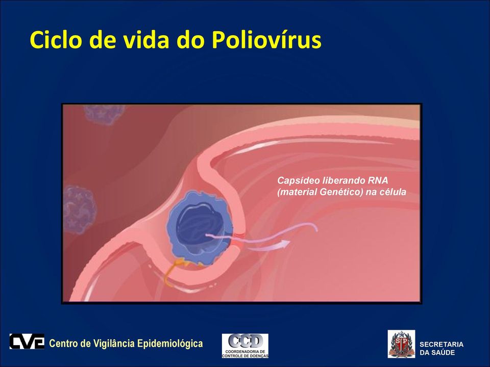 liberando RNA