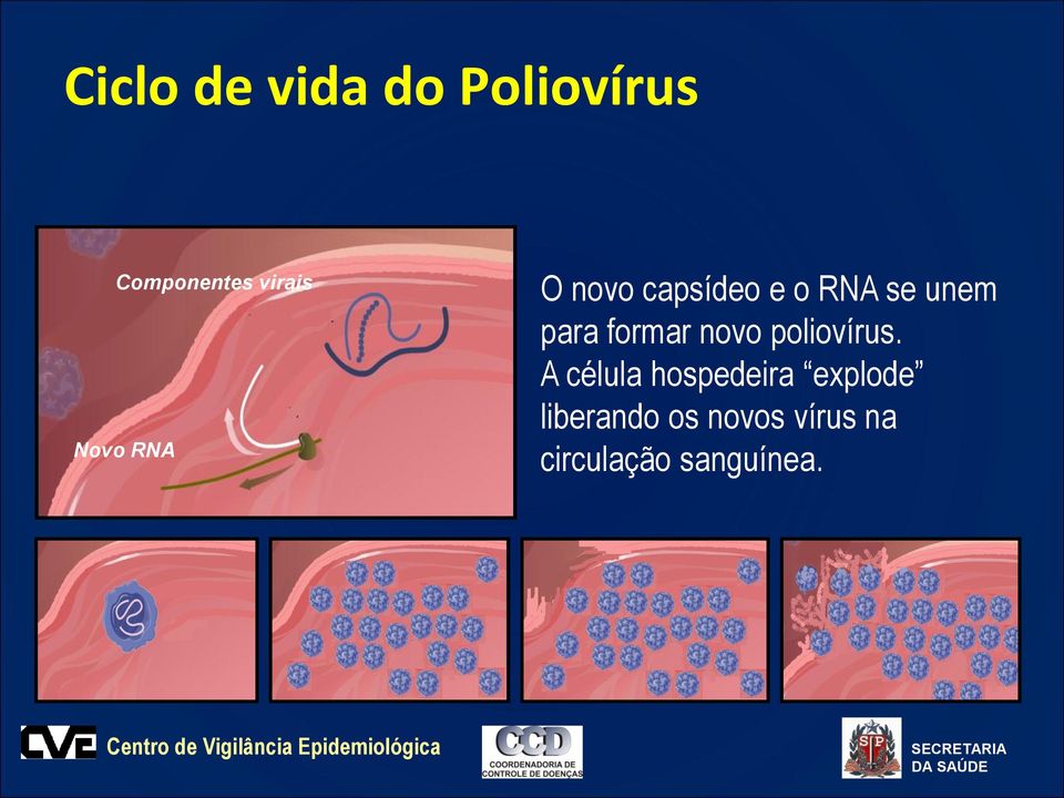 formar novo poliovírus.