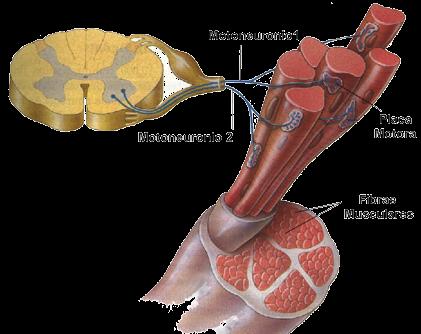 O encurtamento das fibras musculares gera tensão mecânica nas extremidades que aplicadas aos ossos, através dos