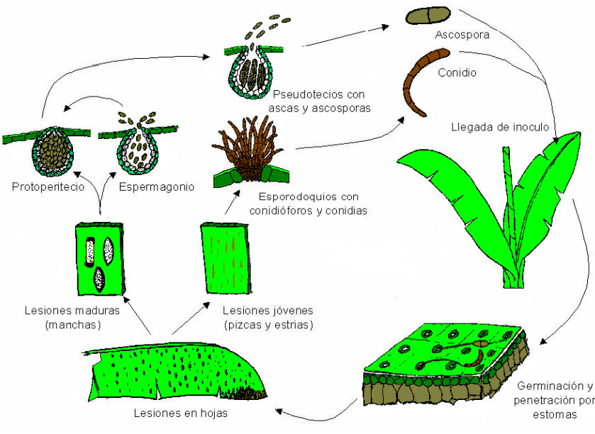 Ascósporo Conídio Pseudotécios com ascos e ascósporos Chegada do inoculo Protoperitécio Espermagônio Esporodoquio com Conidióforo e conídios